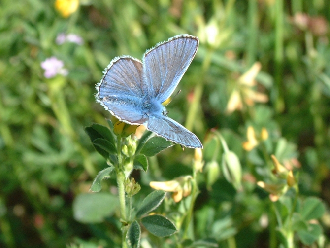 Polyommatus  sp.